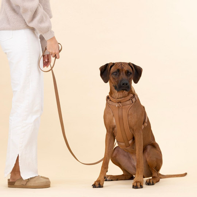 ComfyPaws Dog Harness Walking Set with Leash and Poop Bag Holder