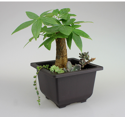 Rectangular Flower Planter with Saucer for Balcony
