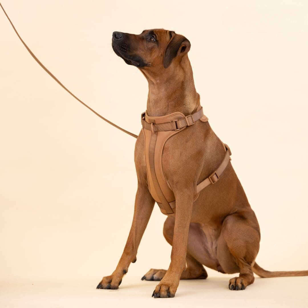 ComfyPaws Dog Harness Walking Set with Leash and Poop Bag Holder