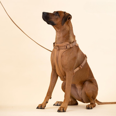 ComfyPaws Dog Harness Walking Set with Leash and Poop Bag Holder