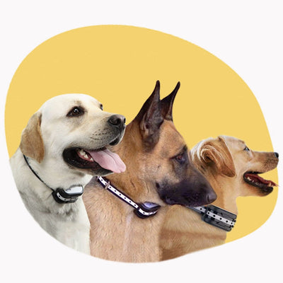 Wireless Electronic Fence and Training Collar for Dog