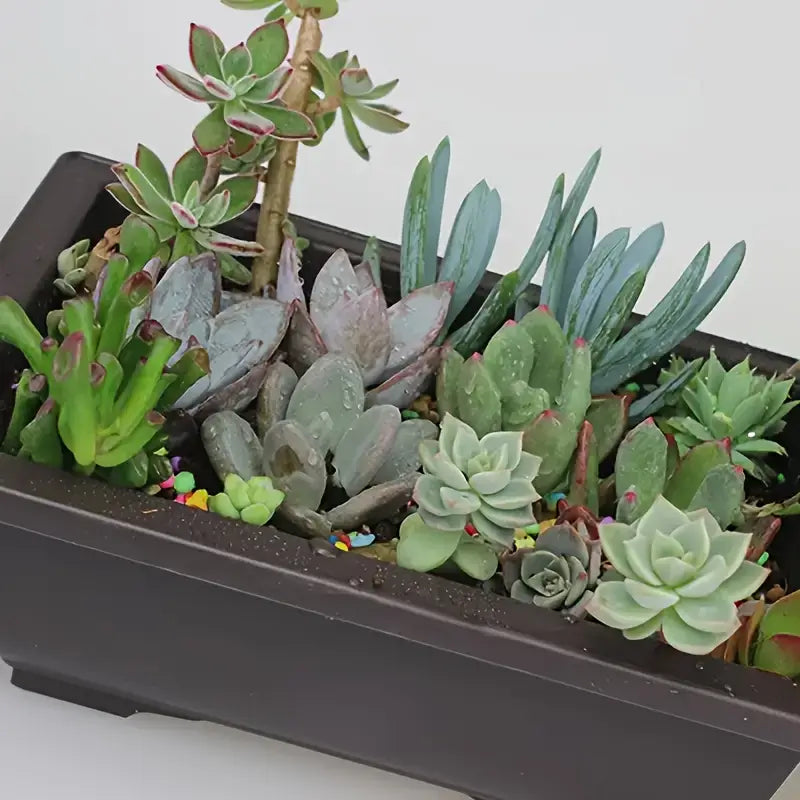 Rectangular Flower Planter with Saucer for Balcony