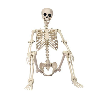 Life-Size 170 cm Posable Halloween Skeleton Decoration