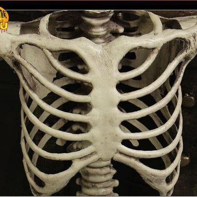 Life-Size 170 cm Posable Halloween Skeleton Decoration